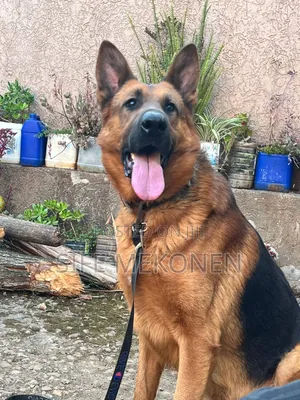 1-3 months Male Purebred German Shepherd