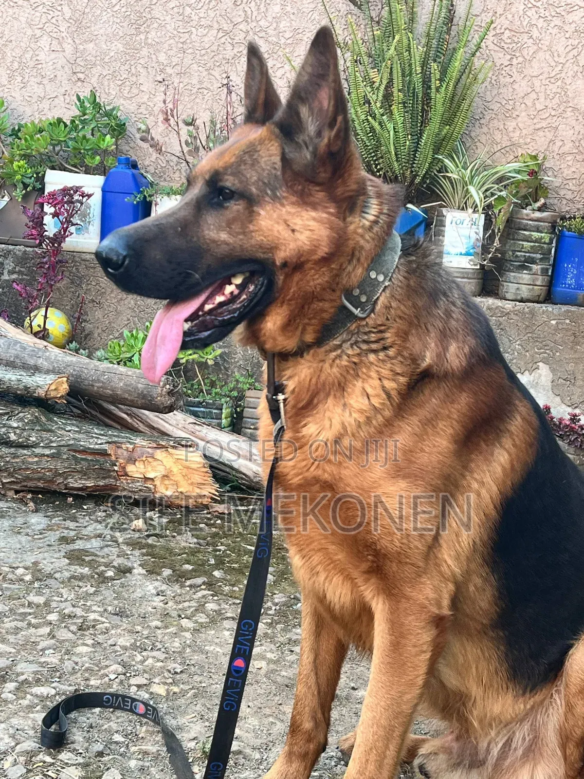 1-3 months Male Purebred German Shepherd