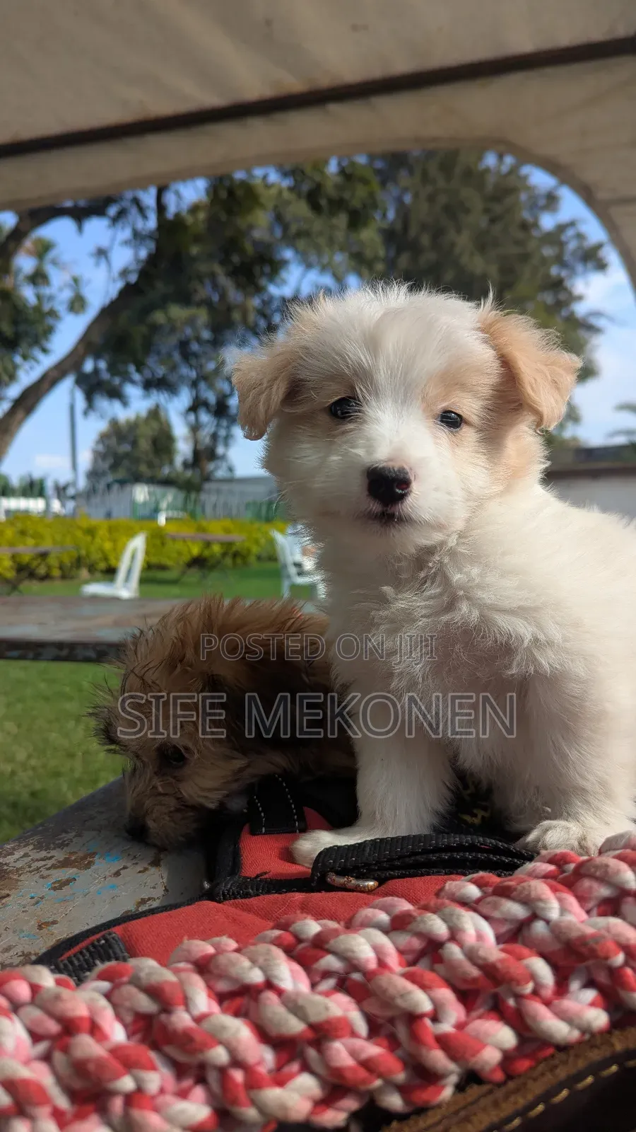 1-3 months Male Purebred Maltese