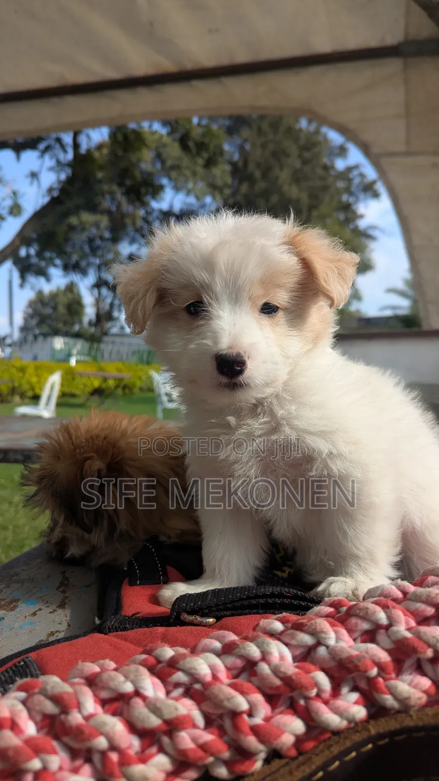 1-3 months Male Purebred Maltese