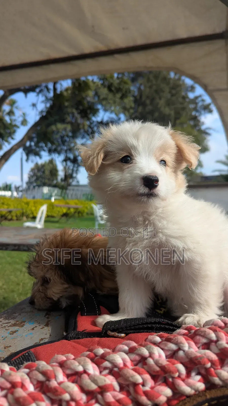 1-3 months Male Purebred Maltese