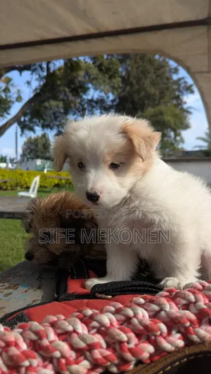 1-3 months Male Purebred Maltese