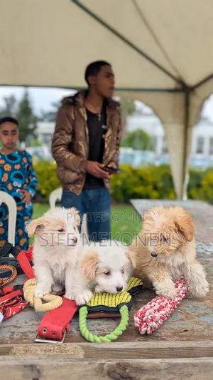 1-3 months Male Purebred Maltese