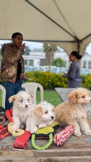 1-3 months Male Purebred Maltese