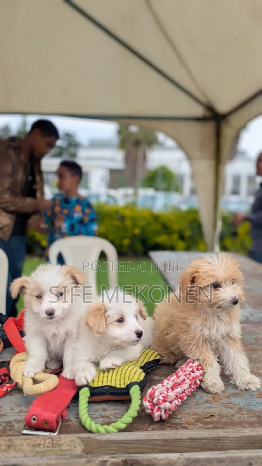 1-3 months Male Purebred Maltese