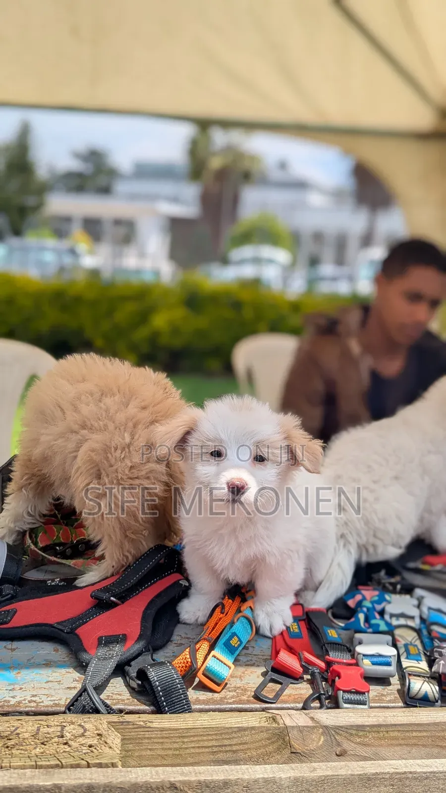 1-3 months Male Purebred Maltese