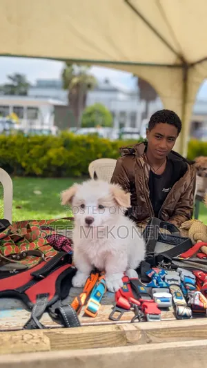 1-3 months Male Purebred Maltese