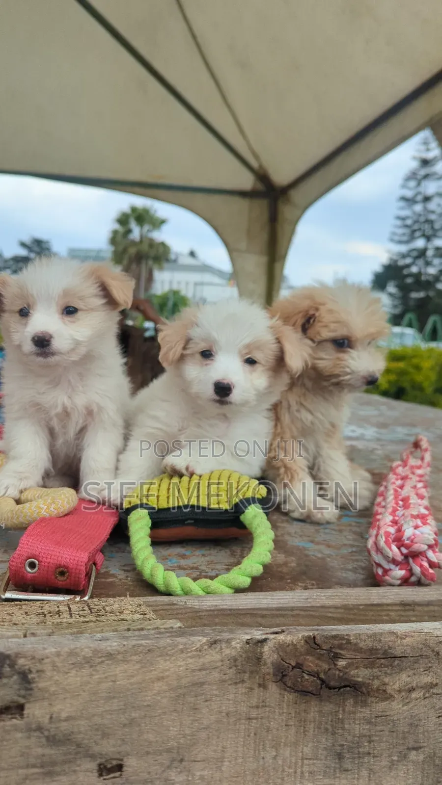 1-3 months Male Purebred Maltese