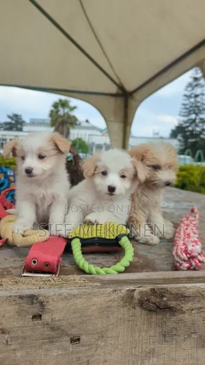 1-3 months Male Purebred Maltese