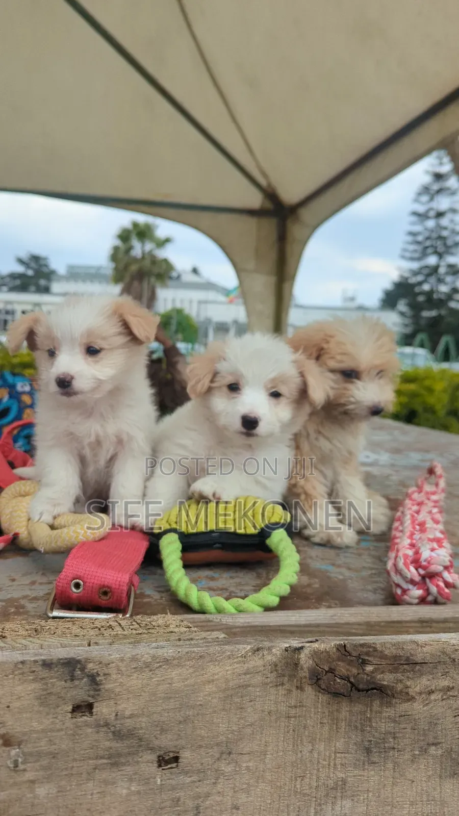 1-3 months Male Purebred Maltese
