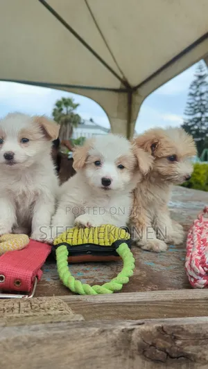 Photo - 1-3 months Male Purebred Maltese