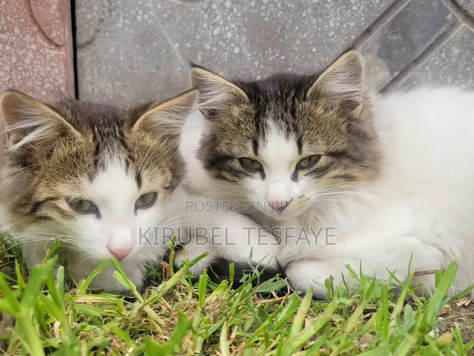 3-6 months Male Mixed Breed Norwegian Forest