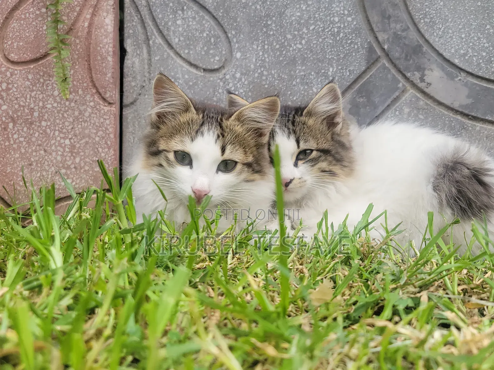 3-6 months Male Mixed Breed Norwegian Forest