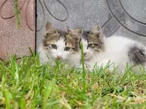 3-6 months Male Mixed Breed Norwegian Forest