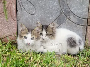 3-6 months Male Mixed Breed Norwegian Forest