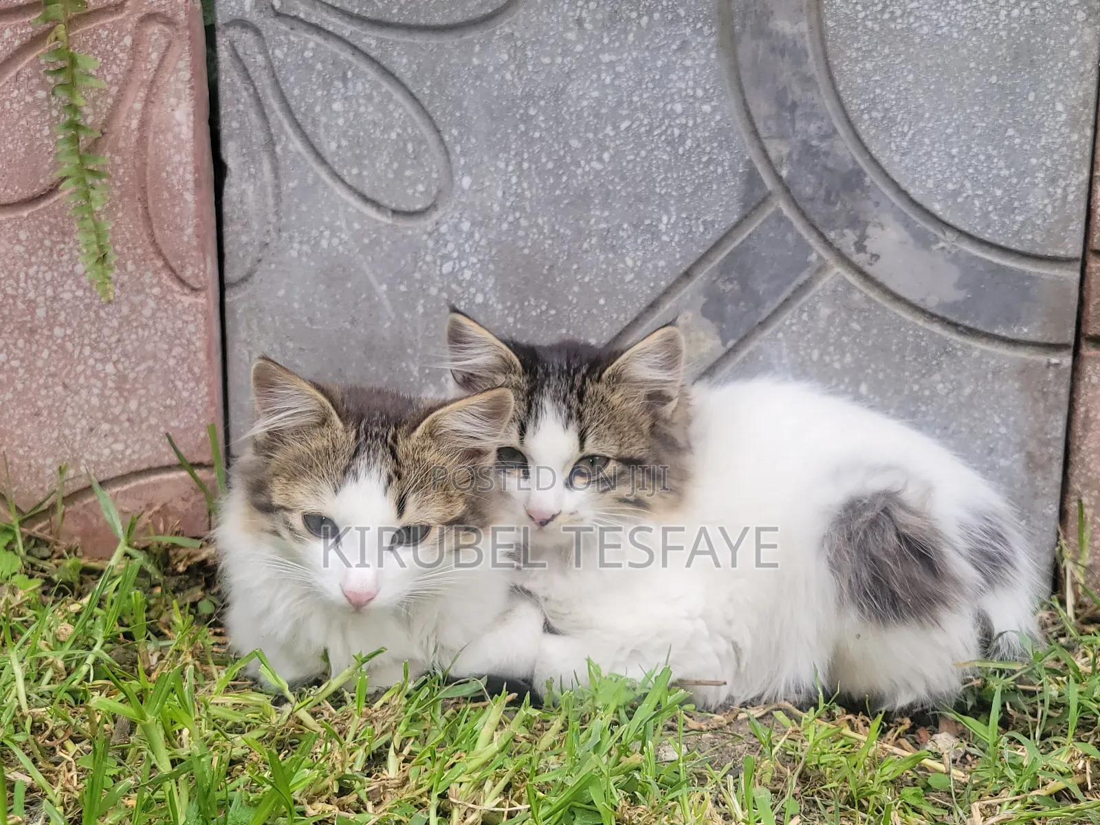 3-6 months Male Mixed Breed Norwegian Forest