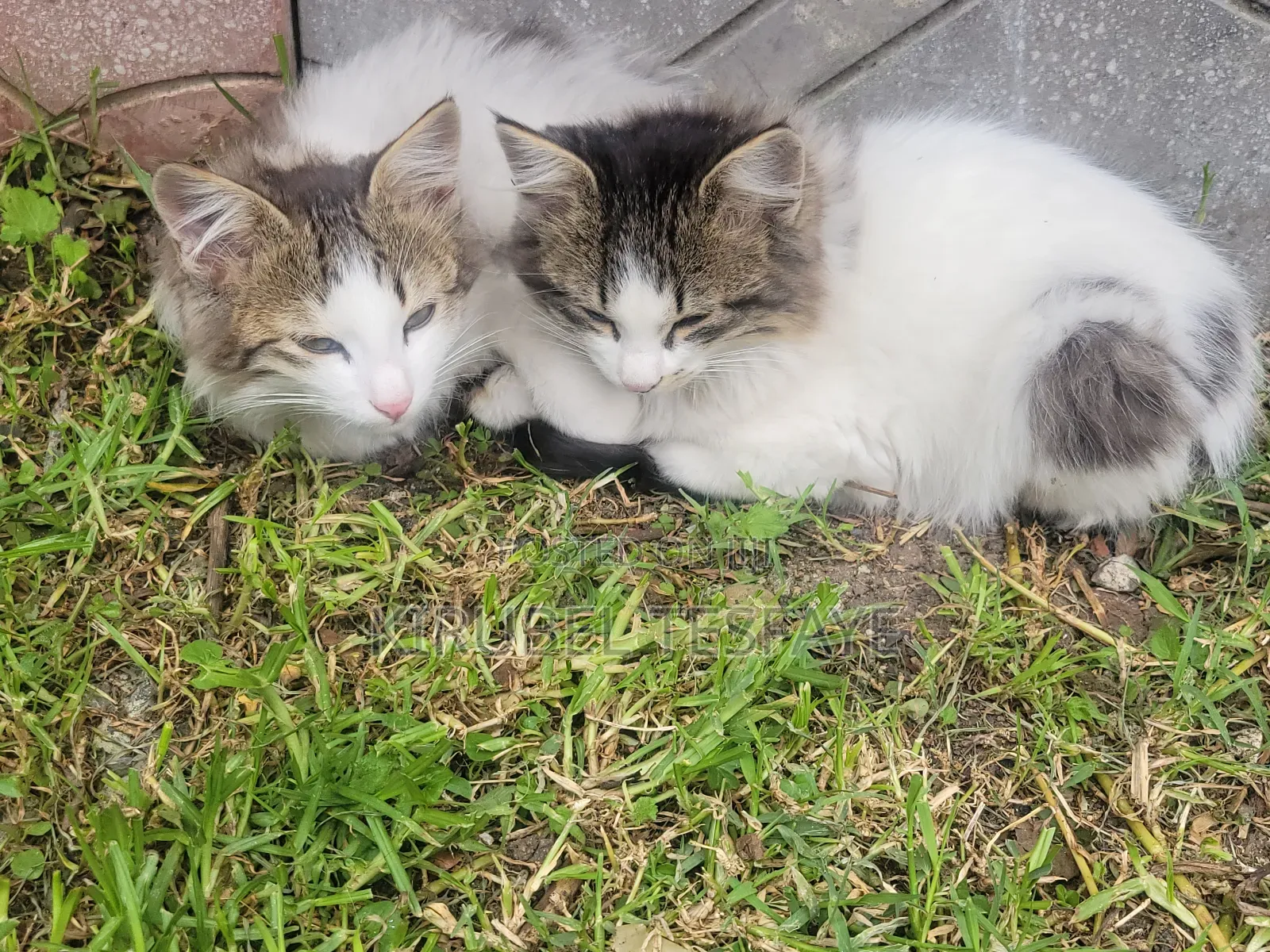 3-6 months Male Mixed Breed Norwegian Forest