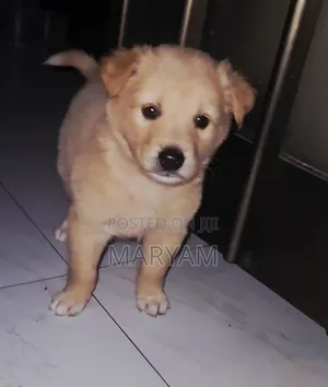 0-1 month Male Purebred Golden Retriever