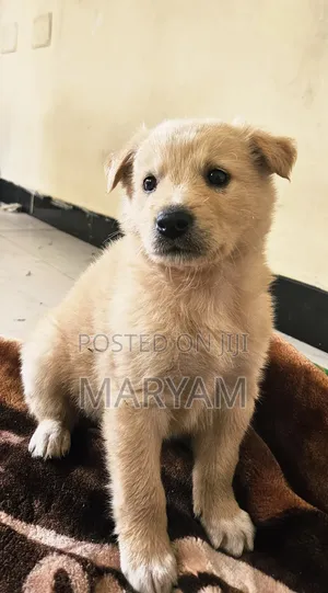0-1 month Male Purebred Golden Retriever