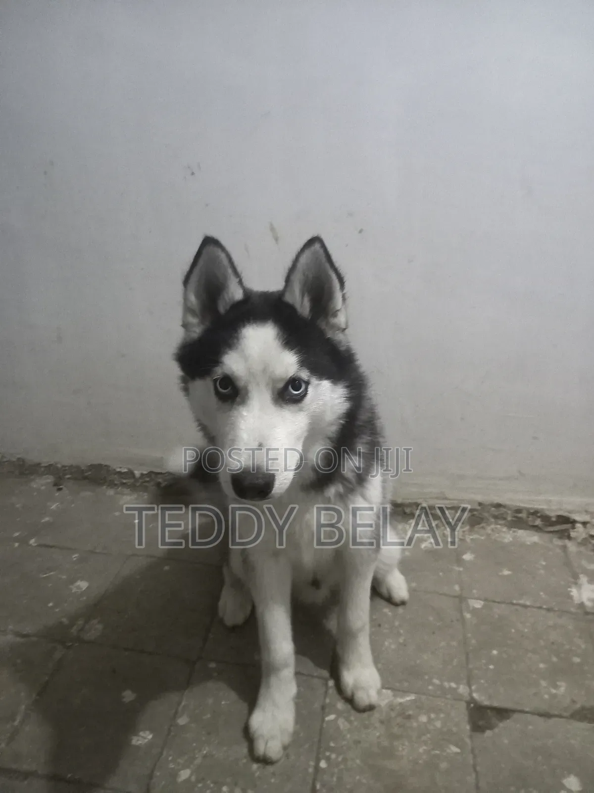 6-12 months Male Purebred Siberian Husky