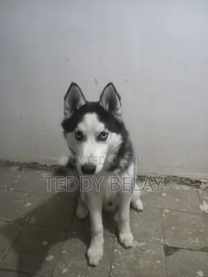 Photo - 6-12 months Male Purebred Siberian Husky
