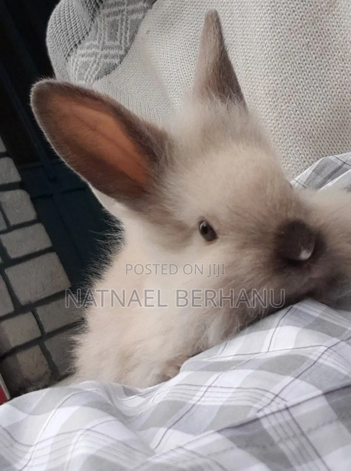 ጥንቸል ጥንቸል 1