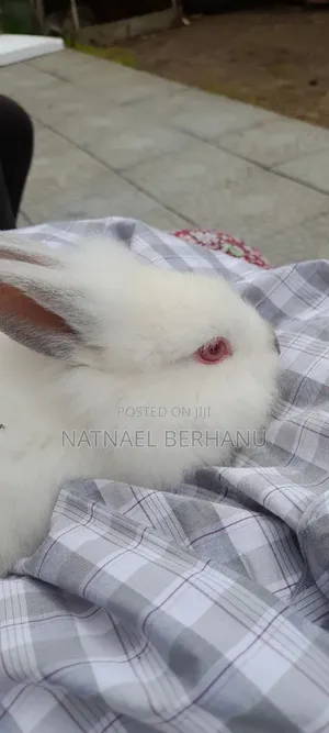 ጥንቸል ጥንቸል 1