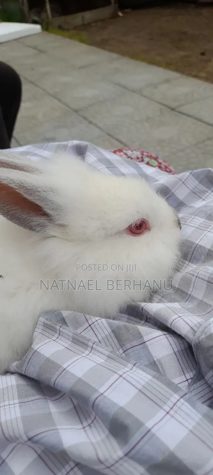 ጥንቸል ጥንቸል 1