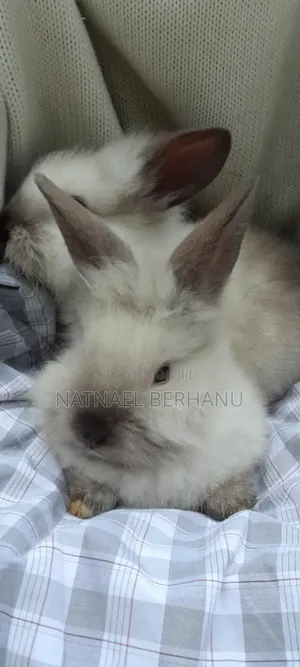 ጥንቸል ጥንቸል 1