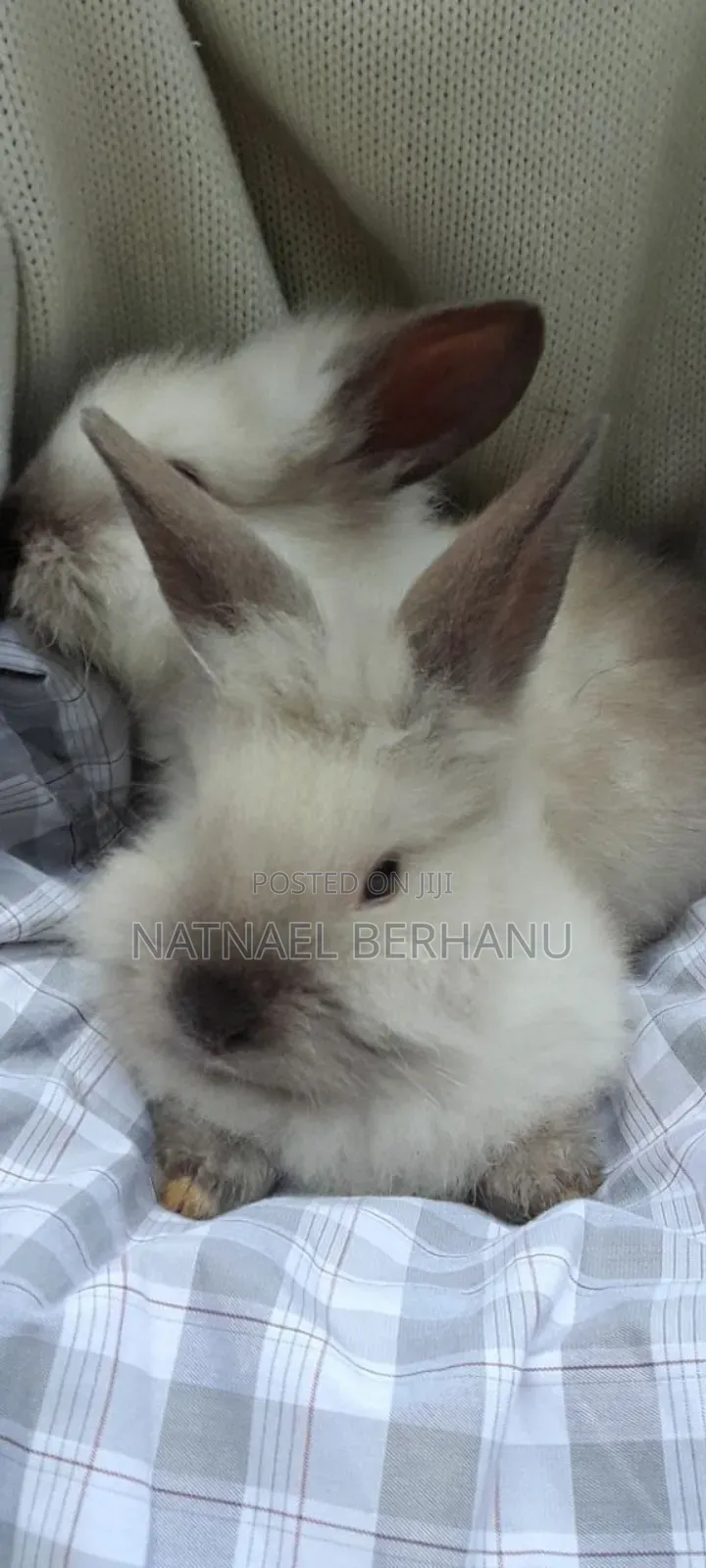 ጥንቸል ጥንቸል 1