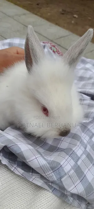 ጥንቸል ጥንቸል 1