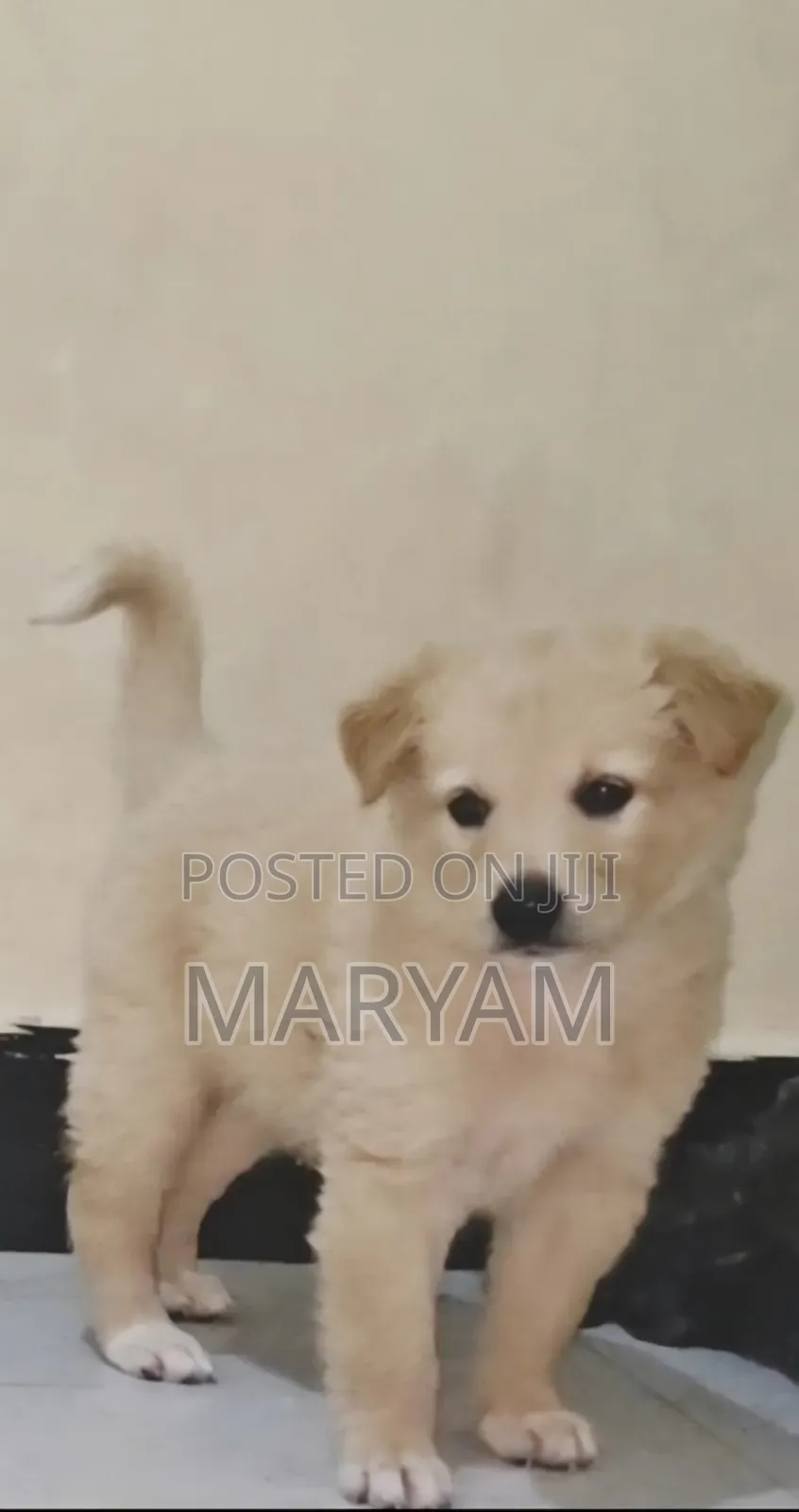 0-1 month Male Purebred Golden Retriever