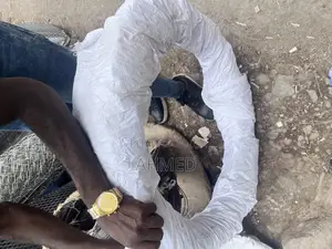 Dangerous Wire አደገኛ አጥር