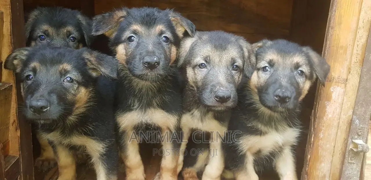 1-3 months Female Purebred German Shepherd