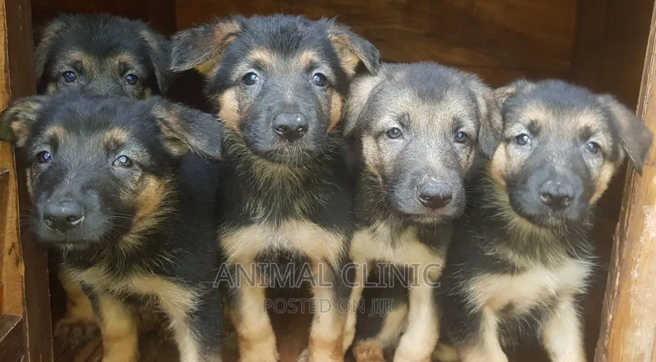 1-3 months Female Purebred German Shepherd