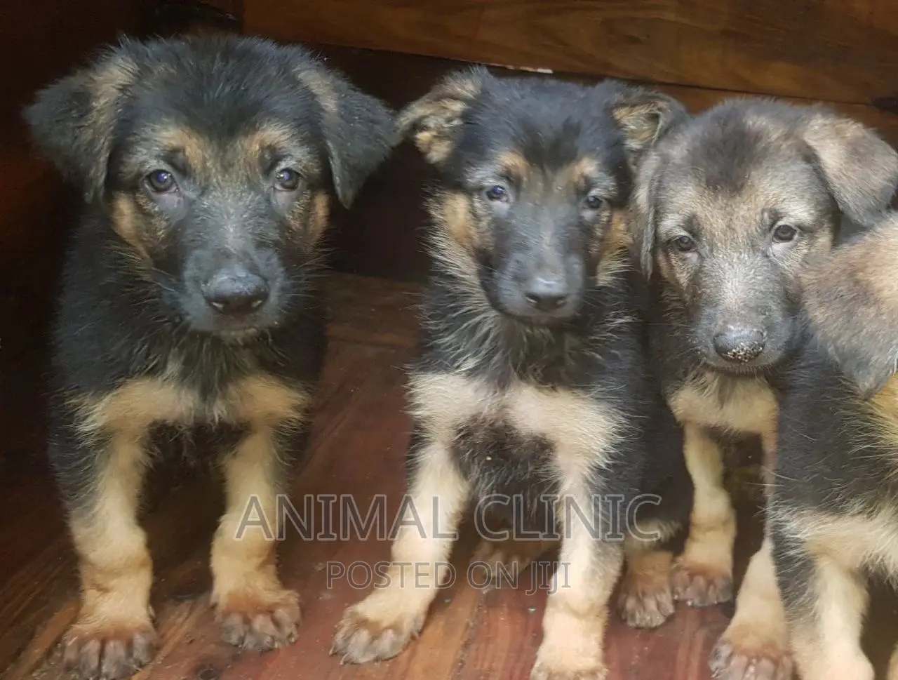 1-3 months Female Purebred German Shepherd