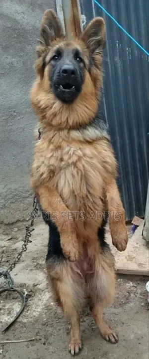 Photo - 1-3 months Male Purebred Dog