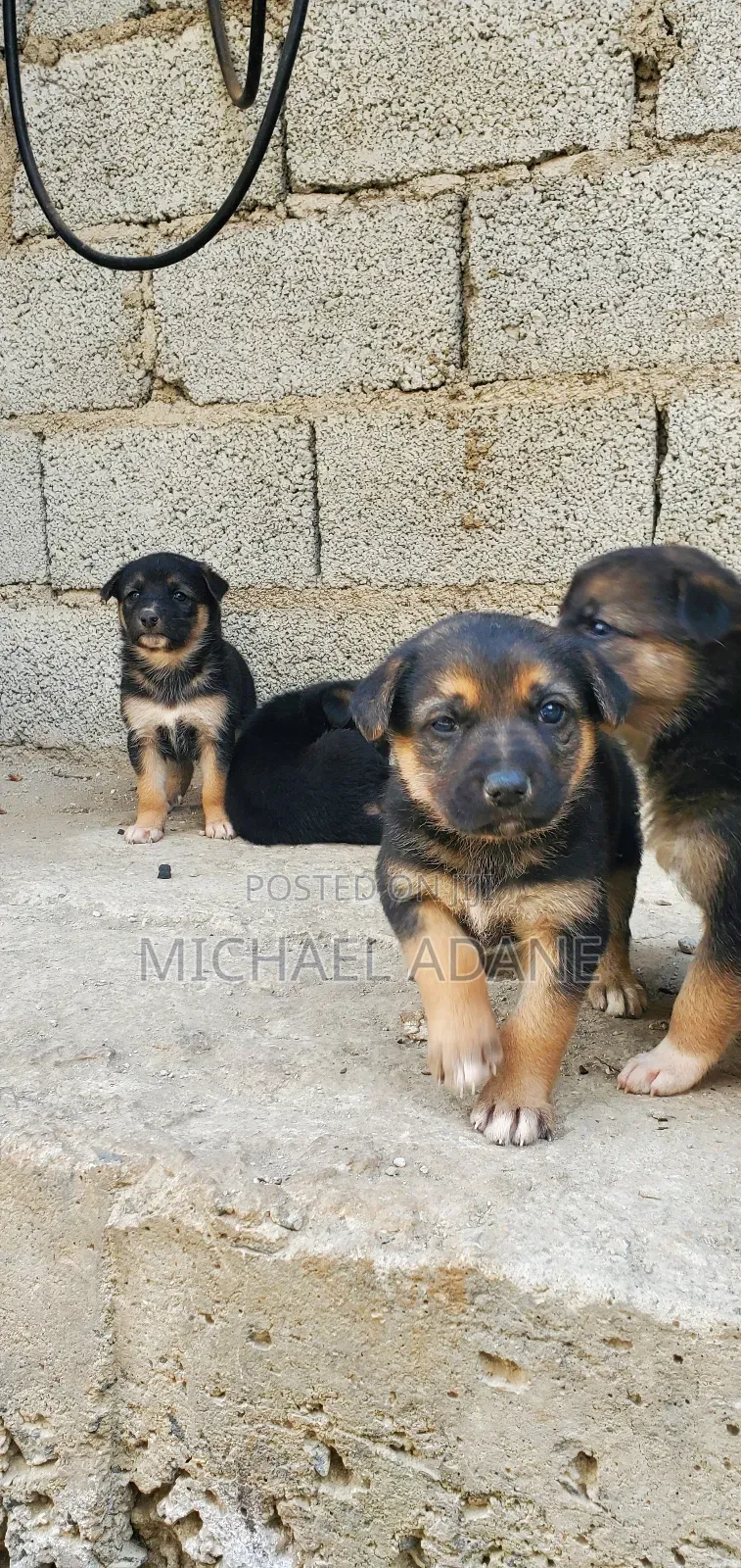 1-3 months Female Purebred German Shepherd