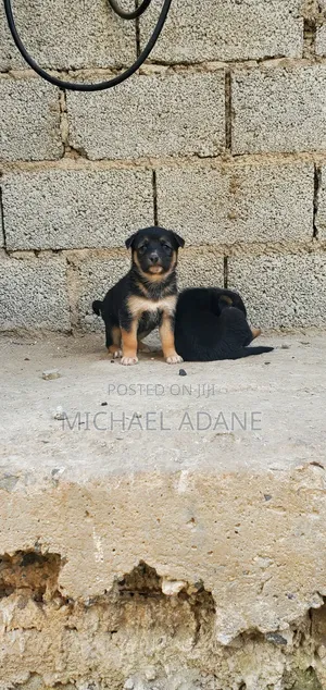 1-3 months Female Purebred German Shepherd