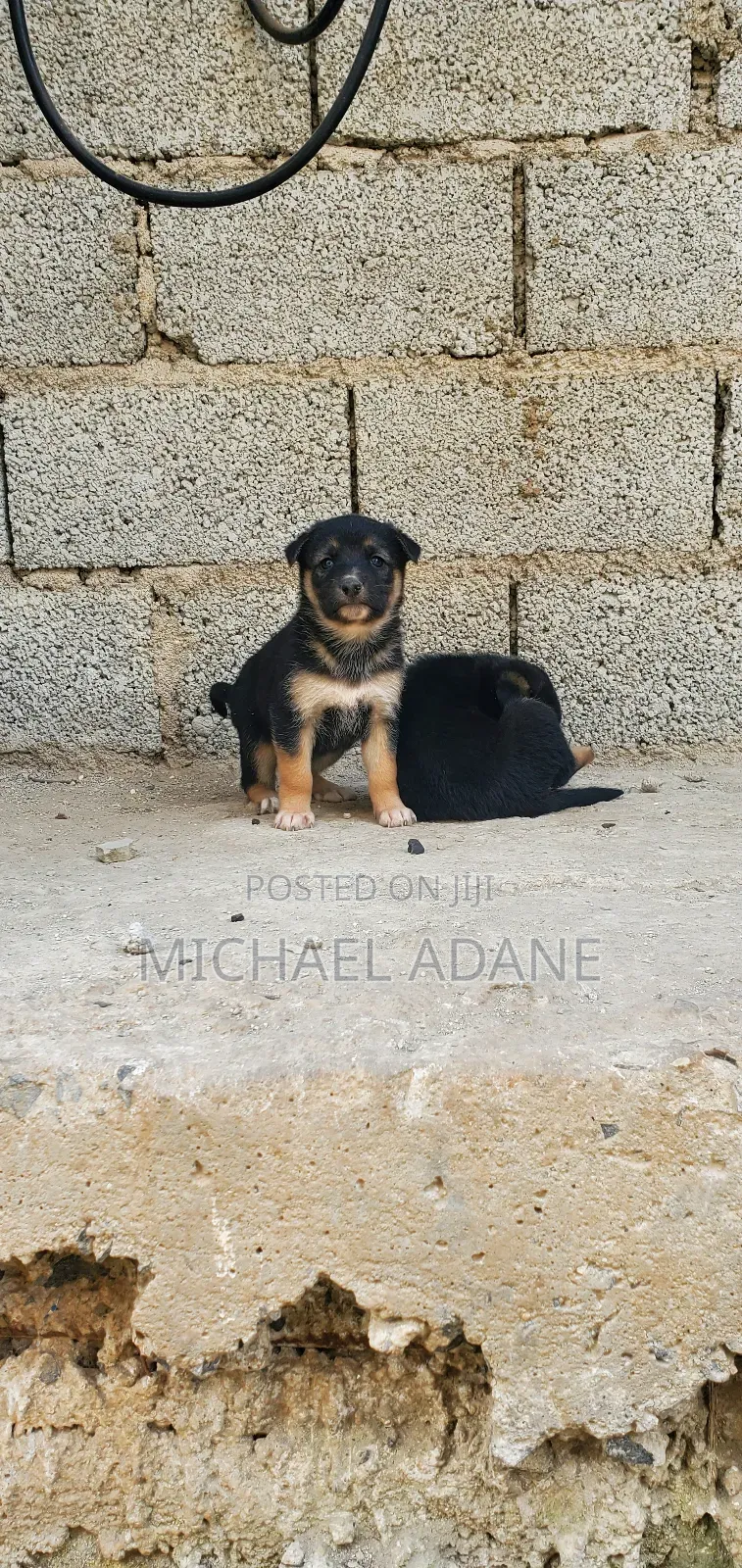 1-3 months Female Purebred German Shepherd