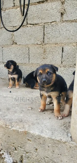 1-3 months Female Purebred German Shepherd