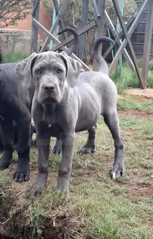 Photo - 3-6 months Female Purebred Mastiff