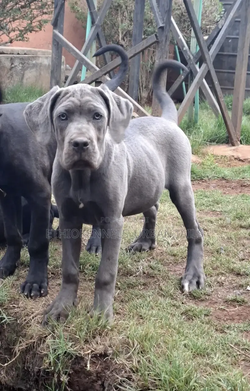 3-6 months Female Purebred Mastiff