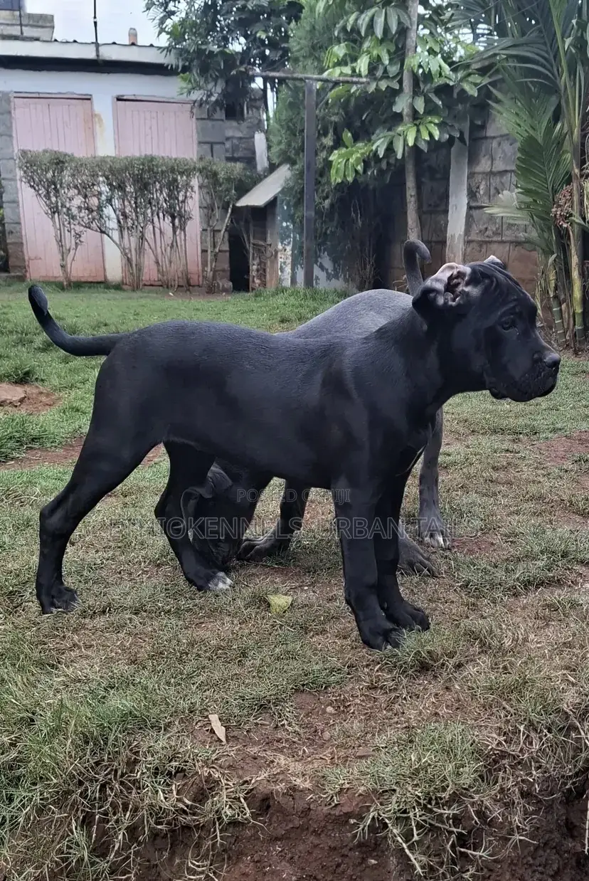3-6 months Female Purebred Mastiff