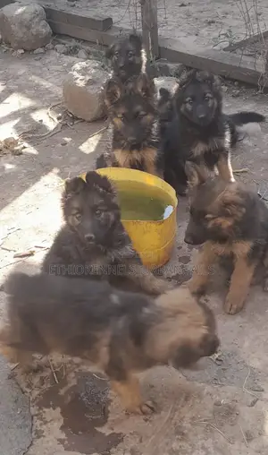 Photo - 1-3 months Male Purebred German Shepherd