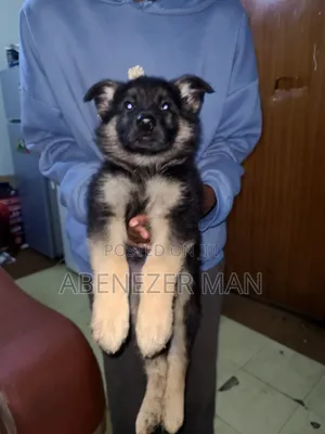 Photo - 1-3 months Male Purebred German Shepherd