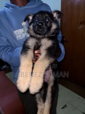 1-3 months Male Purebred German Shepherd
