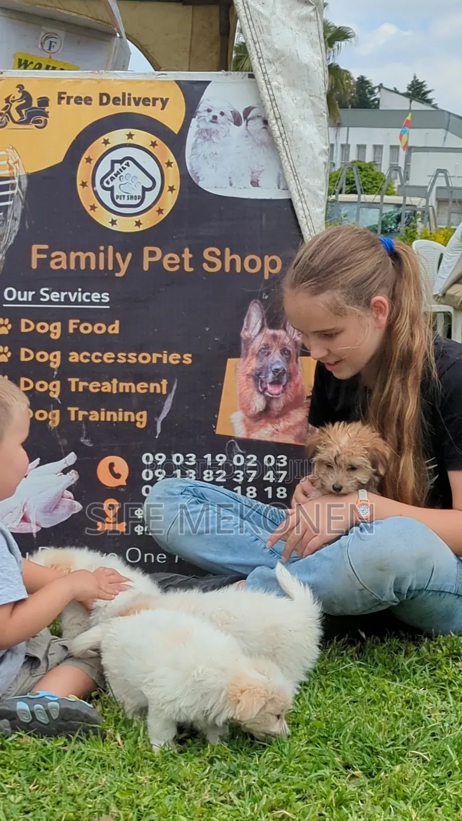 1-3 months Female Purebred Maltese