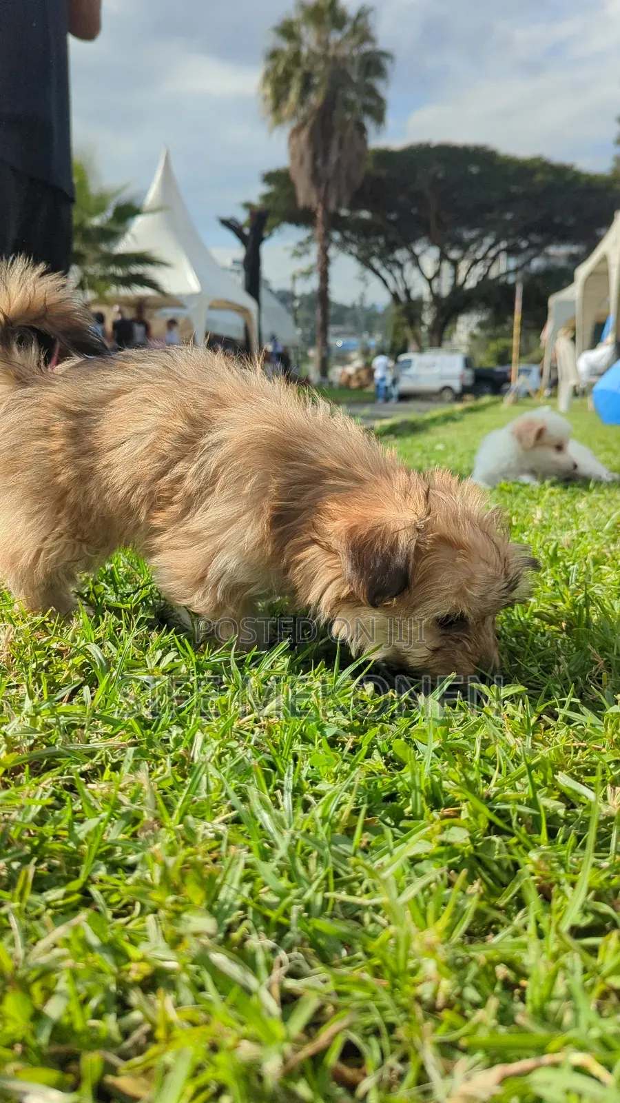 1-3 months Female Purebred Maltese