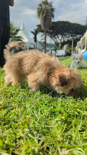 1-3 months Female Purebred Maltese